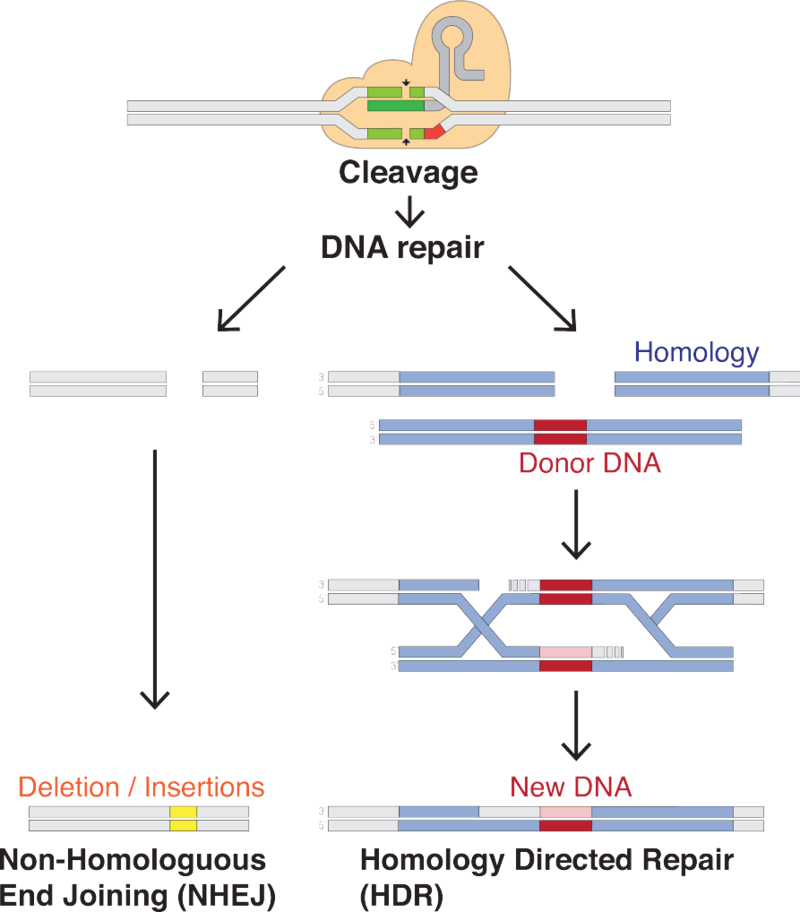 DNA_Repair